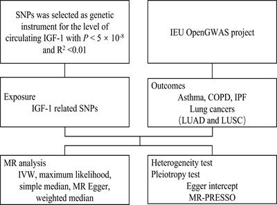 Circulating insulin-like growth factor-1 and risk of lung diseases: A Mendelian randomization analysis